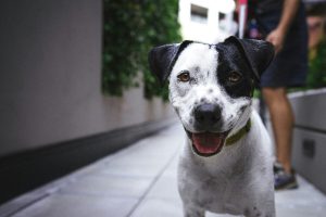 Come si sentono i cani dopo un soggiorno in pensione?
