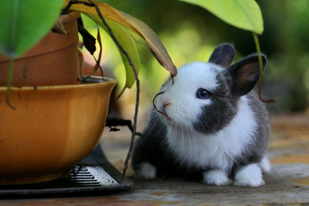 Gli animali domestici piccoli: caratteristiche e origini