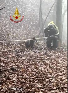 Segugio scomparso da giorni, ritrovato in un dirupo fondo 40 metri