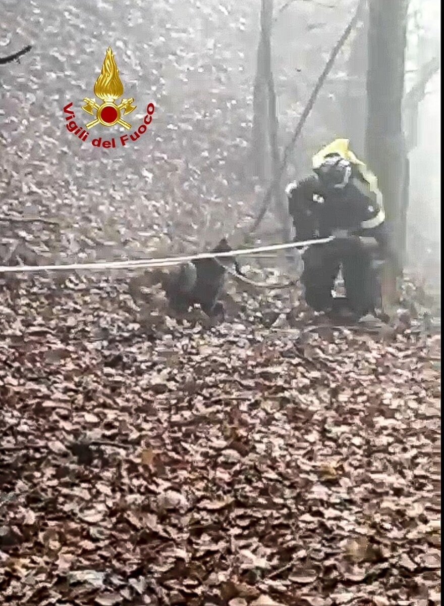 Segugio scomparso da giorni, ritrovato in un dirupo fondo 40 metri