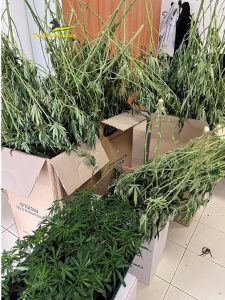 Cascina adibita a piantagione di "maria": in manette un 28enne irregolare