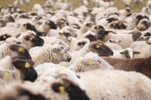 Lupi, attaccato in pieno giorno gregge di pecore a Gallio