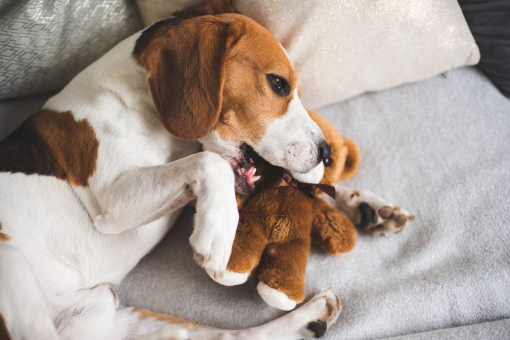Cani e peluche: perché li amano tanto, quali preferiscono e i segnali da tenere d’occhio