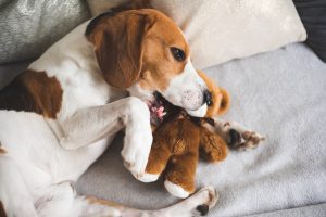 Cani e peluche: perché li amano tanto, quali preferiscono e i segnali da tenere d’occhio