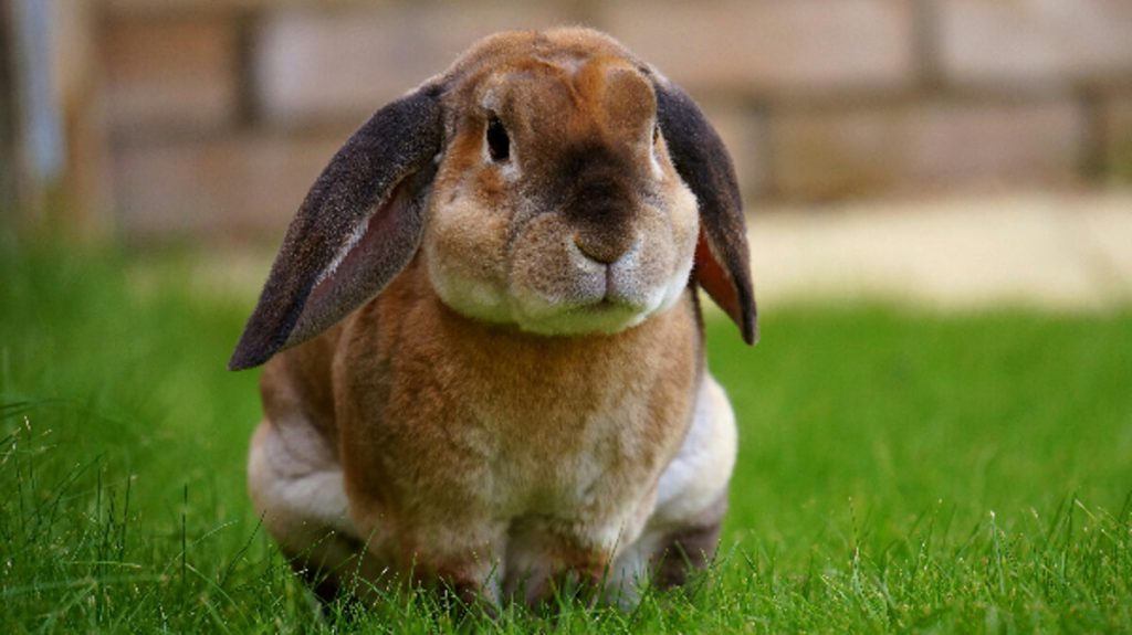 Il coniglio come animale da compagnia: guida completa