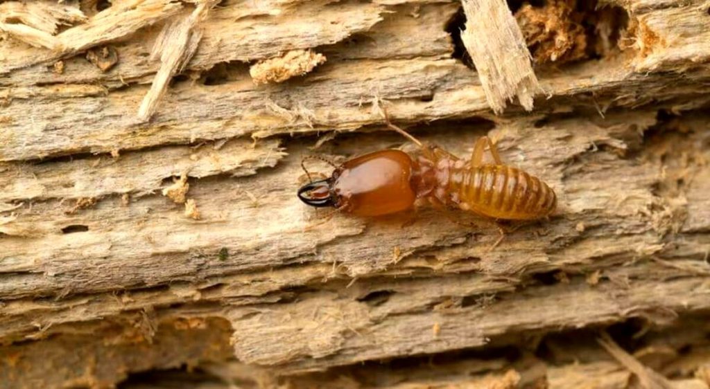 Voraci e senza pietà: come eliminare le termiti, il pericolo numero 1 del legno
