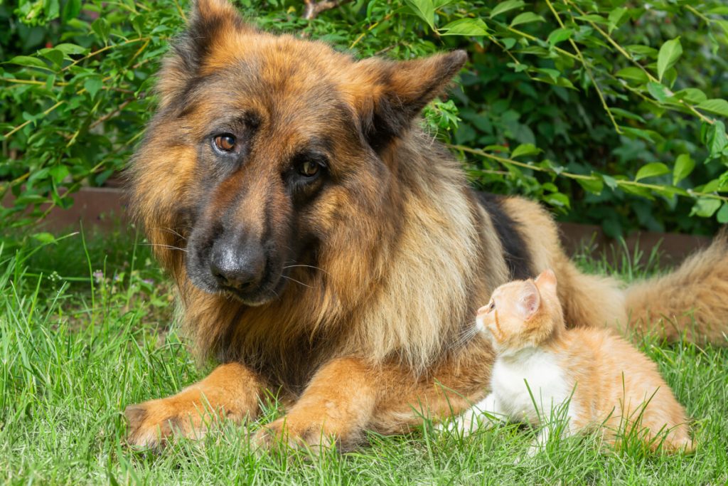 Parassiti autunnali del cane e del gatto: proteggiamo i nostri amici a quattro zampe