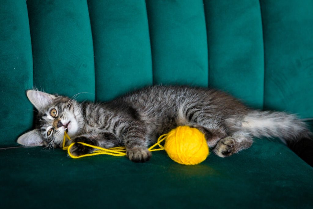 Anche i gatti amano il riporto: i motivi del loro sorprendente comportamento