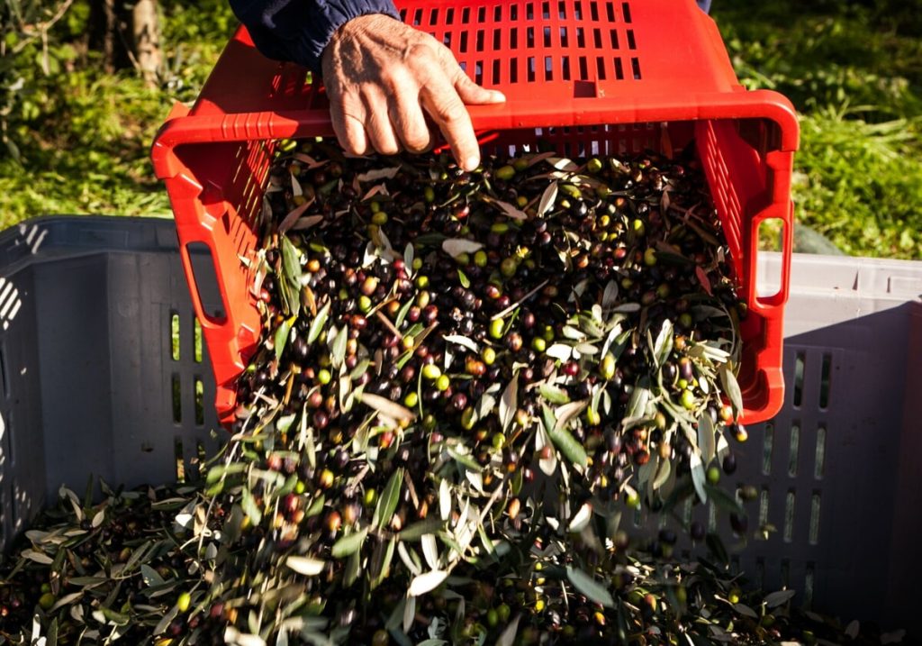 Raccolta olive in Veneto, buona quantità ma rese basse: l’olio scarseggia