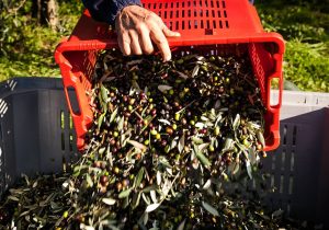 Raccolta olive in Veneto, buona quantità ma rese basse: l’olio scarseggia