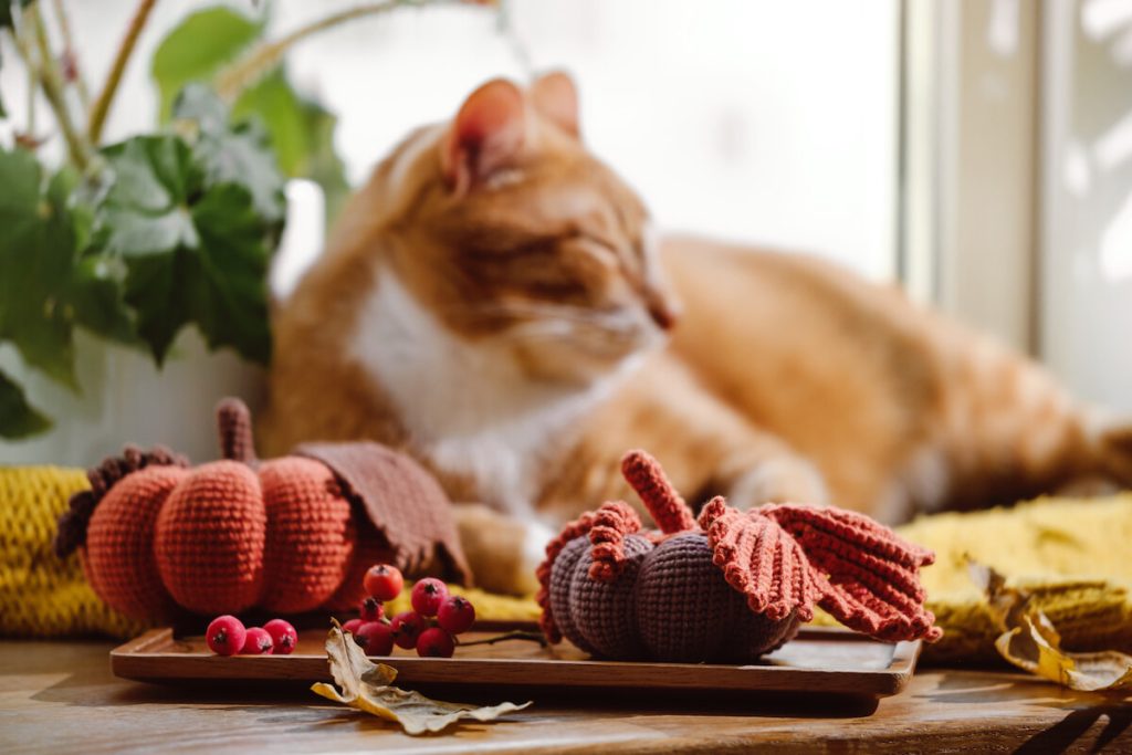 Come curare il pelo del gatto in autunno: i consigli per far star bene Micio