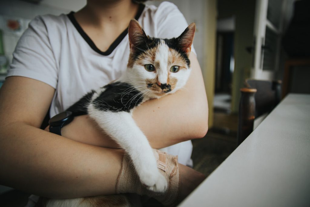 Come prendere un gatto in braccio: cosa fare e cosa no per la salute del felino