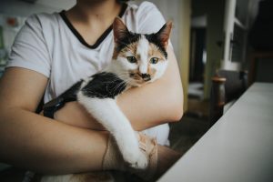 Come prendere un gatto in braccio: cosa fare e cosa no per la salute del felino