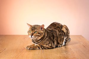 Pancreatite nel gatto