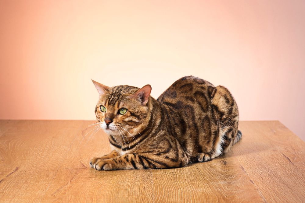 Pancreatite nel gatto
