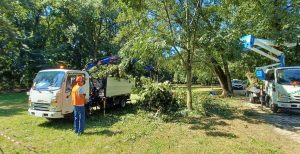 Al via il progetto per la sicurezza del patrimonio arboreo cittadino: : 260 esemplari saranno rimossi e sostituiti