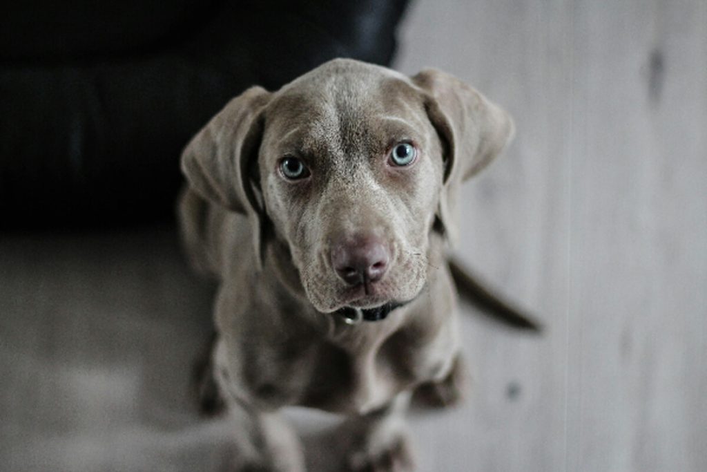 Congiuntivite nei cani: cos’è, sintomi e come prevenire la lacrimazione eccessiva