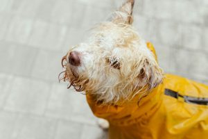 Passeggiate con il cane quando piove: consigli, benefici e precauzioni