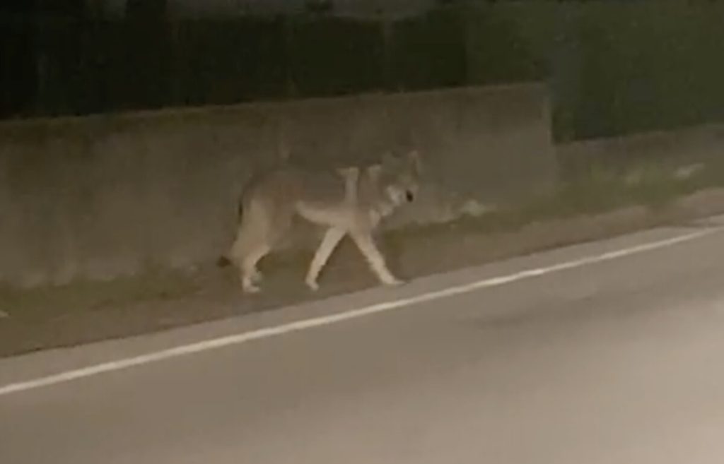 Allerta lupo a Mussolente, la sindaca rassicura: "È un cane, non un lupo"