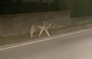 Allerta lupo a Mussolente, la sindaca rassicura: "È un cane, non un lupo"