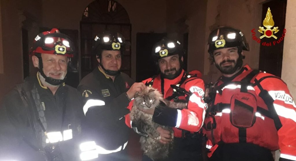 Gatto salta dall'abitazione e finisce sul cordolo del Retrone