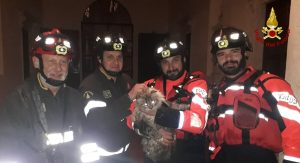 Gatto salta dall'abitazione e finisce sul cordolo del Retrone