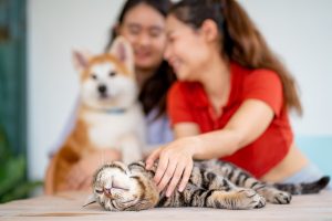 Sognare gli animali: cosa significa e quali appaiono più spesso