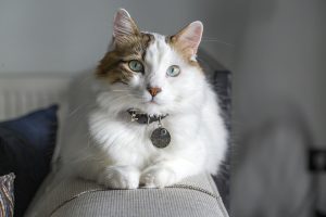 Come chiamare i gatti: i nomi orientali più belli da cui farsi ispirare