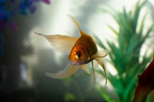 Malattie comuni nei pesci d'acquario