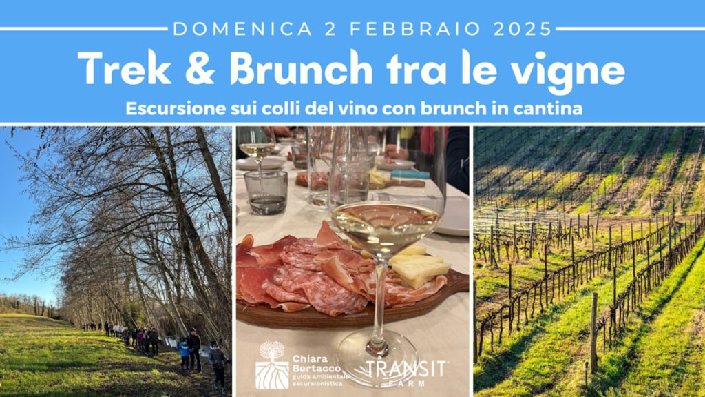 Trek & brunch in vigna | escursione sui colli del vino con brunch in cantina