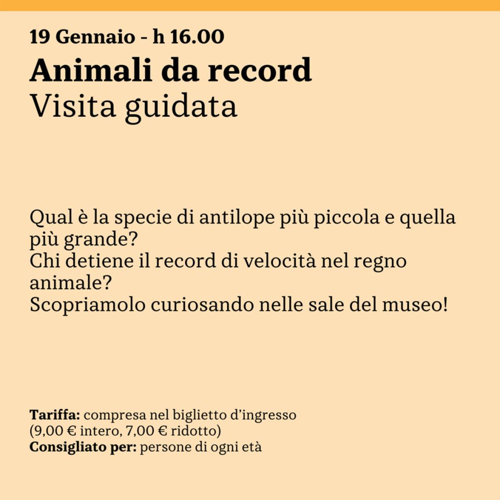 Visita guidata Wild life museum, animali da record