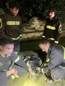 Cane cade nella roggia, salvato dai vigili del fuoco