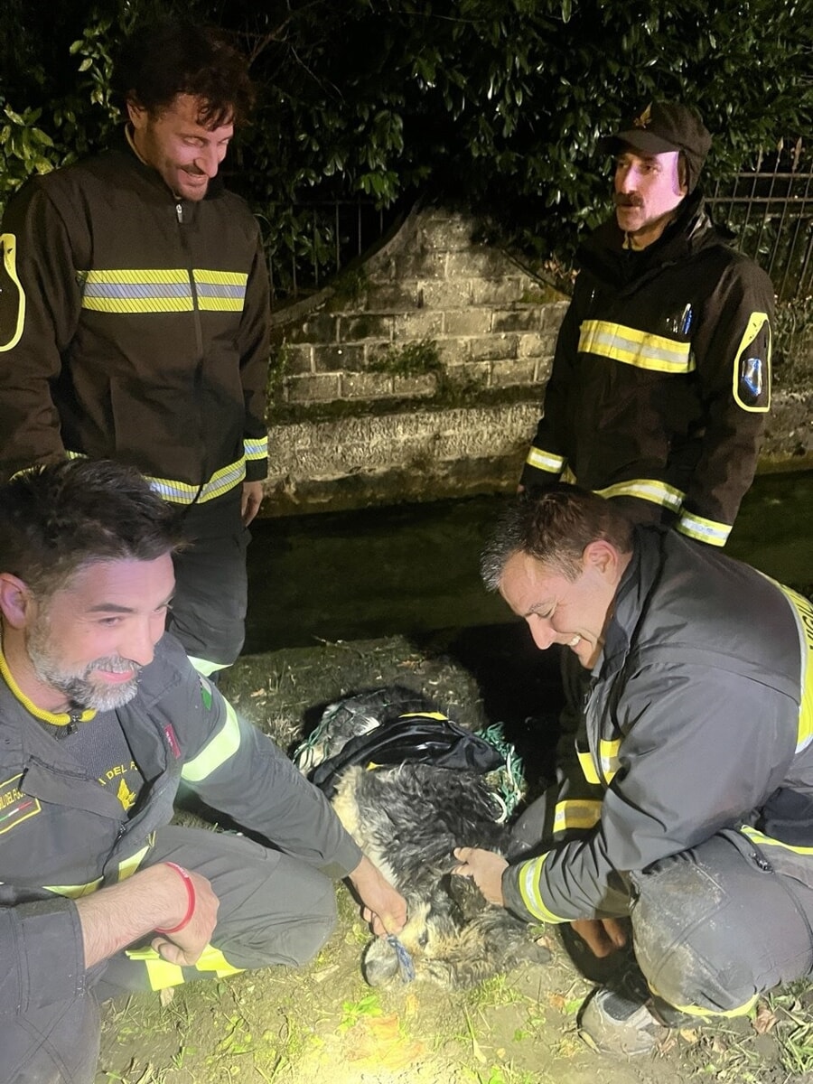 Cane cade nella roggia, salvato dai vigili del fuoco