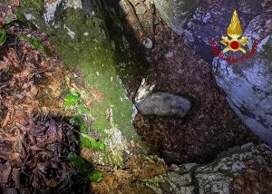 Camoscio cade in una trincea della Prima guerra mondiale: escursionisti lanciano l'allarme