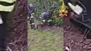 Cane intrappolato in un tubo di cemento, salvato dai vigili del fuoco