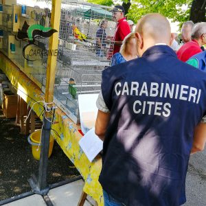 Animali esotici menomati per evitare fughe, sequestri a Udine e in Veneto