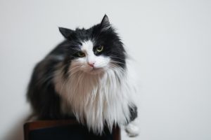 Il Cymric: una razza felina affascinante e rara