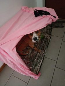 Cane maltrattato, interviene la polizia locale: denunciato il proprietario