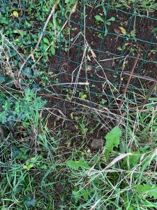 Uso di trappole vietate, denunciata una guardia venatoria