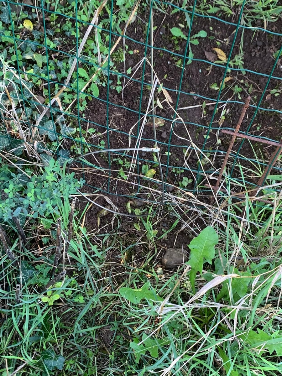 Uso di trappole vietate, denunciata una guardia venatoria