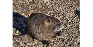 Vicenza, scatta il piano di contenimento delle nutrie