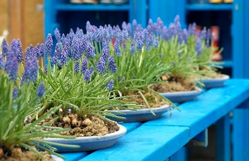 Le fioriture che colorano il balcone con il freddo, ecco quali sono le più belle