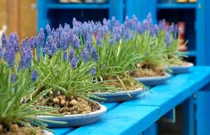 Le fioriture che colorano il balcone con il freddo, ecco quali sono le più belle