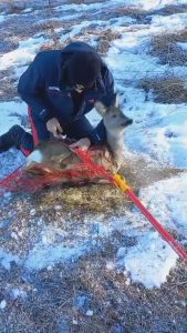 Femmina di capriolo intrappolata nella rete: i bambini lanciano l'allarme a bordo pista