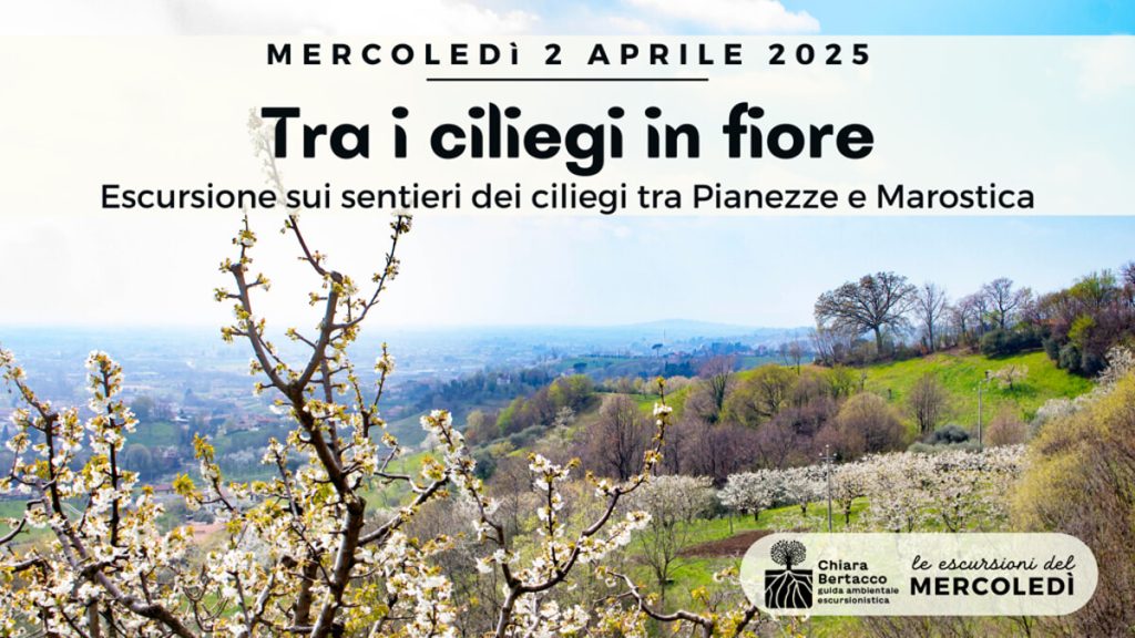 Tra i ciliegi in fiore | escursione tra Pianezze e Marostica