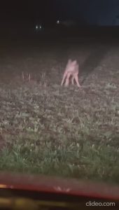 Il lupo conquista la pianura : attacco al gregge di Sarcedo