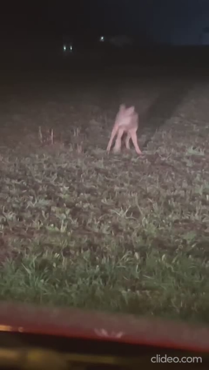 Il lupo conquista la pianura : attacco al gregge di Sarcedo
